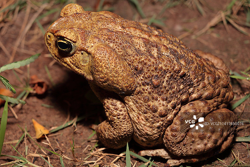 巴西帕拉库鲁田野里的青蛙特写图片素材