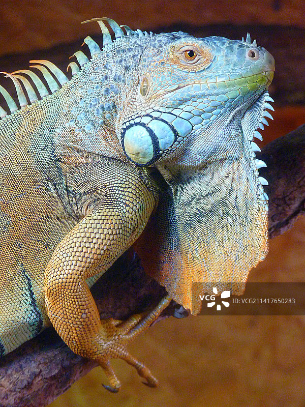 绿鬣蜥特写，印度尼西亚图片素材