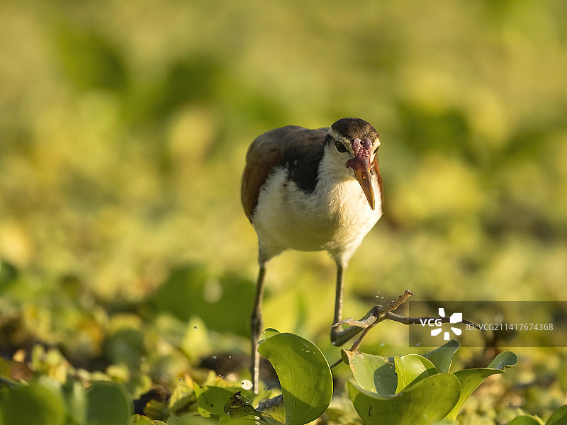 巴西的长脚水雉图片素材