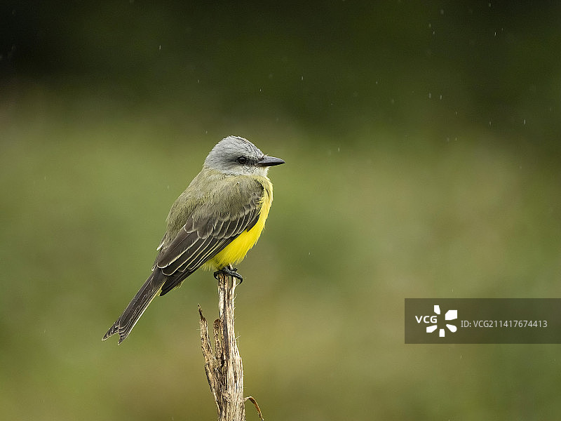 哥斯达黎加的热带王鸟图片素材