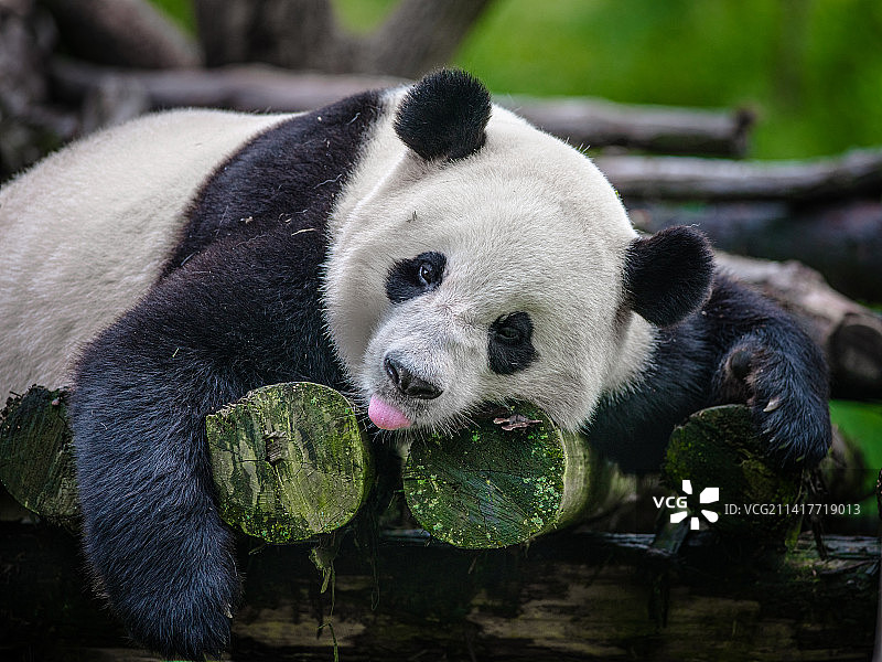 憨态大熊猫图片素材