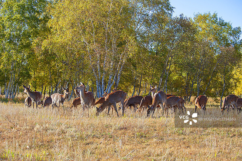 鹿群、草地、白桦林，金秋的疏林草原生态和谐如画图片素材