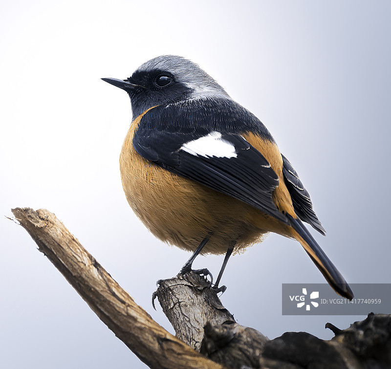 鸟类写真——北红尾鸲（雄）图片素材