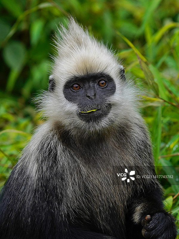 白头叶猴图片素材