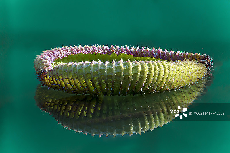 克鲁兹王莲图片素材