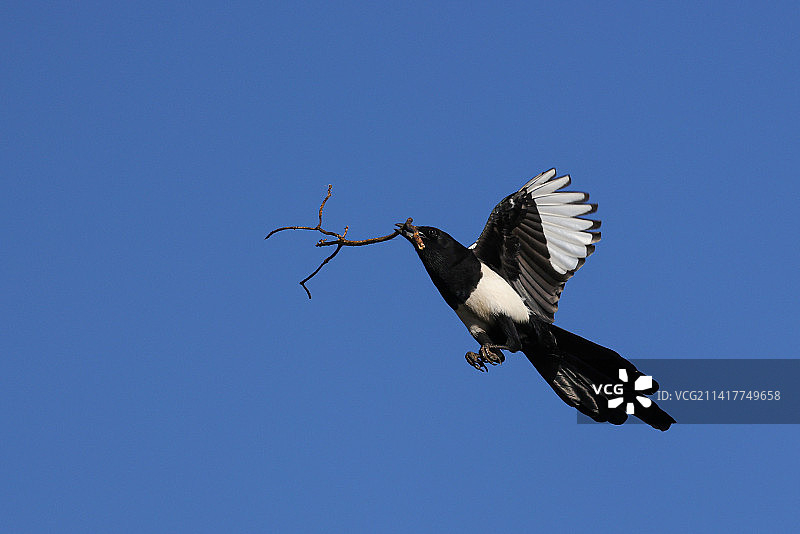 筑巢（喜鹊2023-1）图片素材