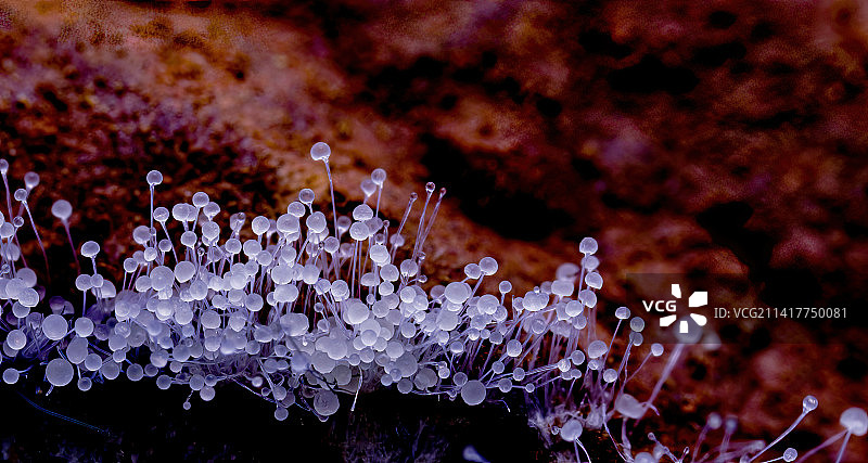 霉菌的特写镜头图片素材