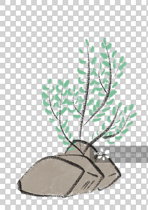 一株马齿苋图片素材