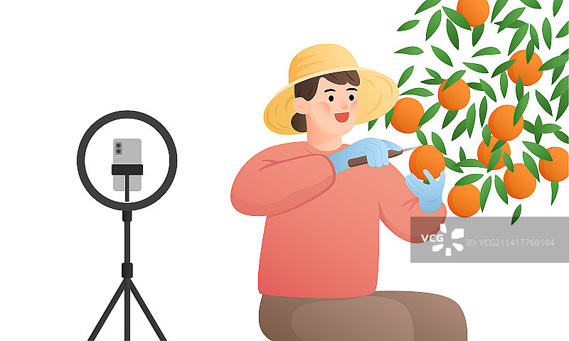 采摘橙子进行直播的果农图片素材