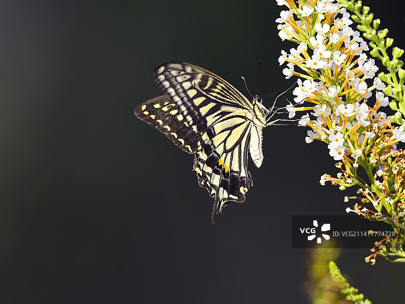柑橘凤蝶图片素材