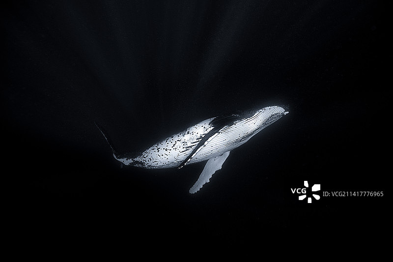 鲸，艺术图片素材