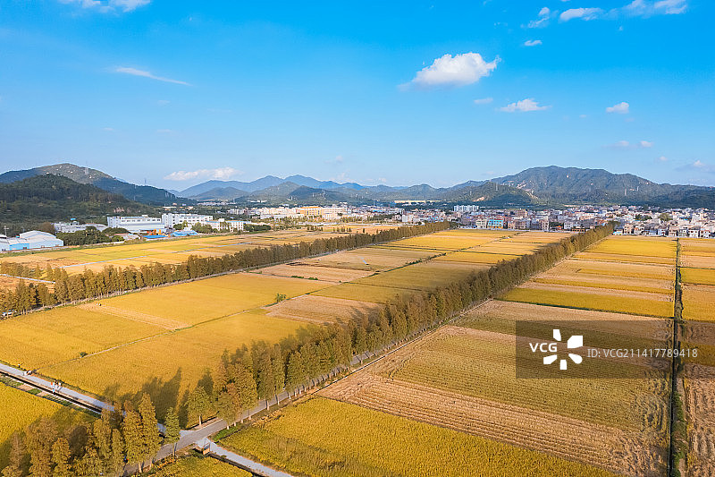 珠海市斗门区乾务镇乾务新村稻海图片素材