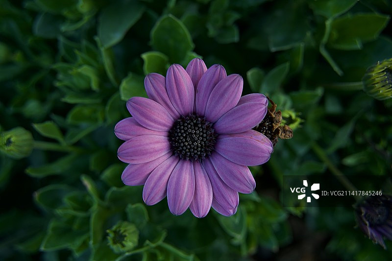 蓝目菊图片素材