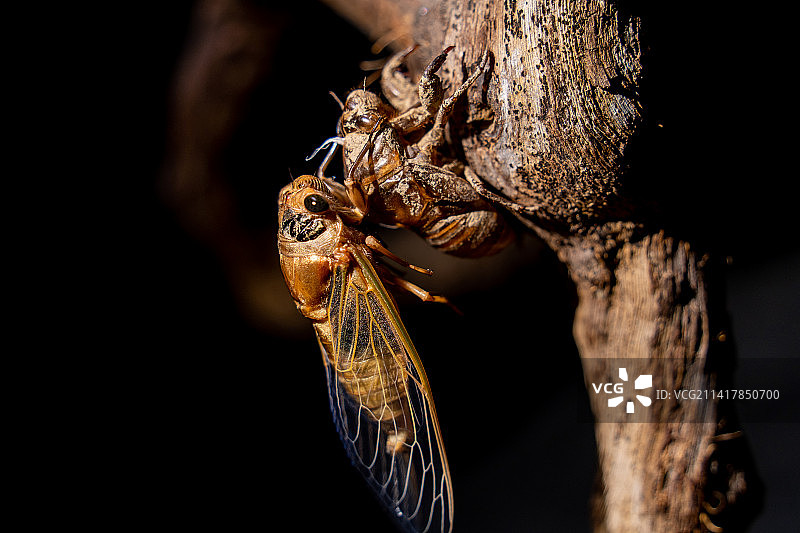 金色蝉蜕壳近距离拍摄图片素材