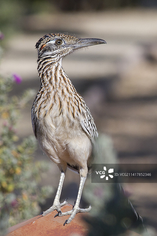 走鹃栖息图片素材