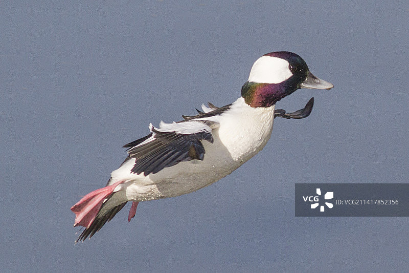 雄性小绒球鸭降落图片素材