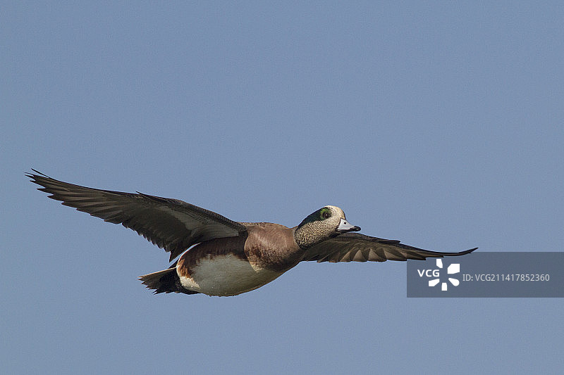 美洲赤颈鸭雄鸟飞行图片素材