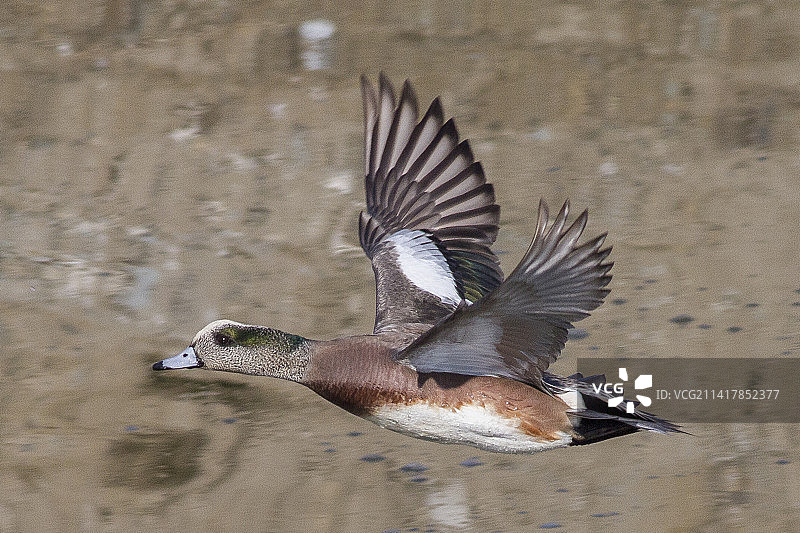 雄性美洲wigeon鸭飞行图片素材