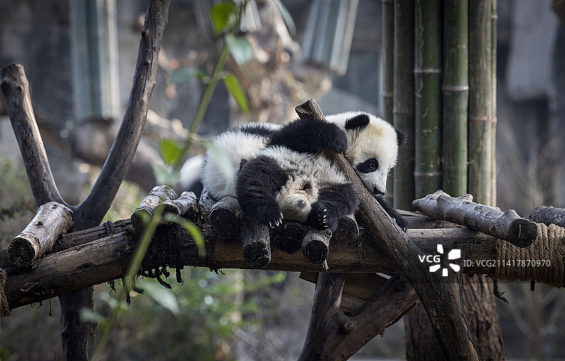 成都大熊猫繁育基地2022级新生大熊猫新年送祝福图片素材