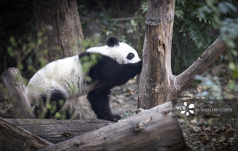成都大熊猫繁育基地2022级新生大熊猫新年送祝福图片素材