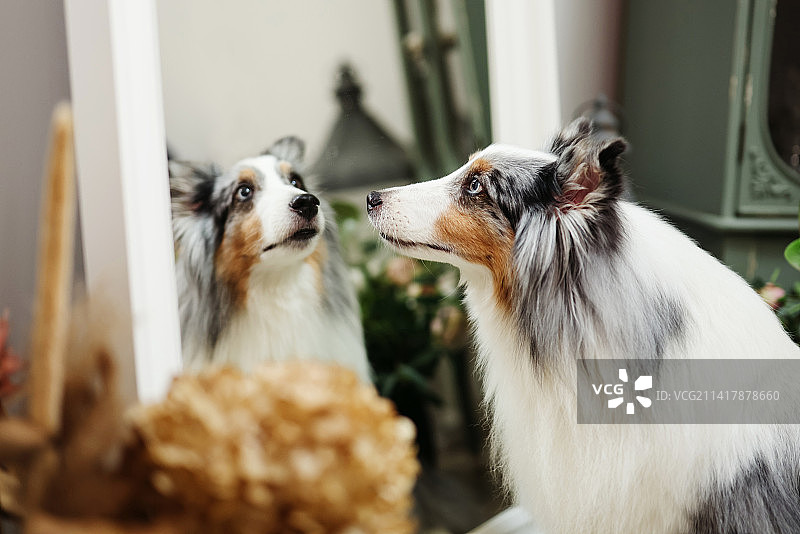 开心的喜乐蒂犬图片素材