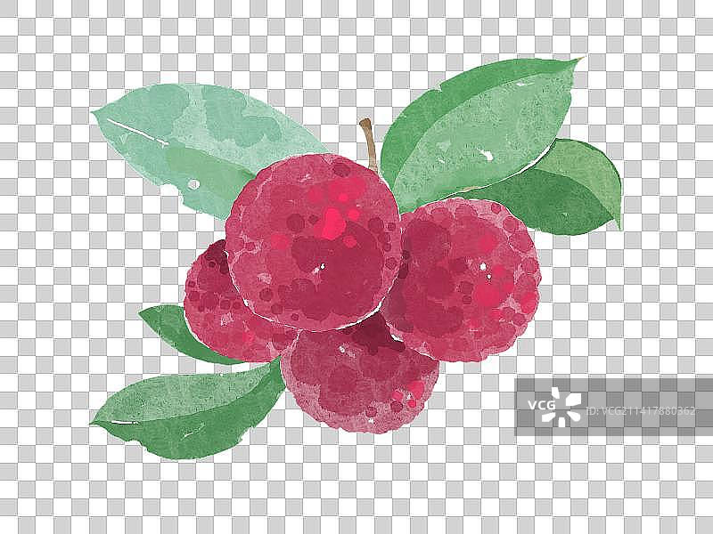 水彩画风杨梅插画元素图片素材