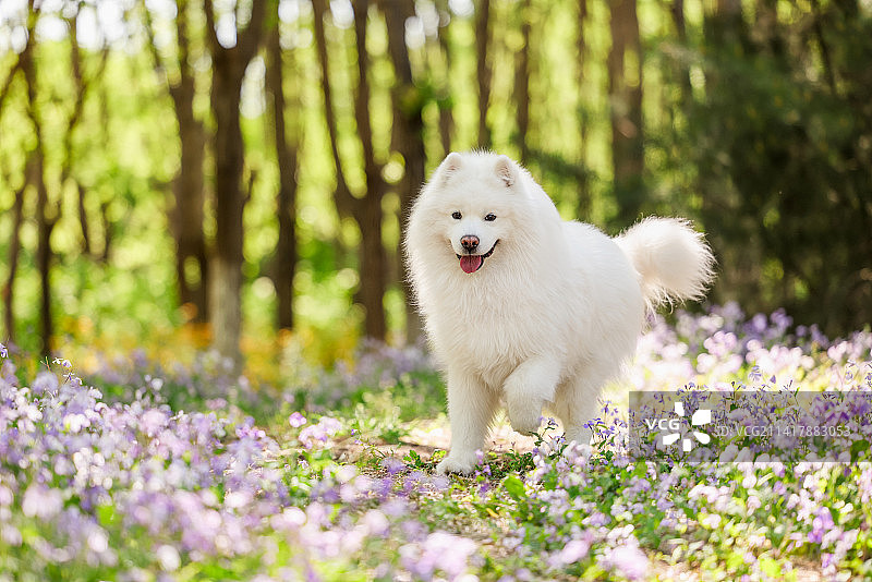 花海中的萨摩耶犬图片素材