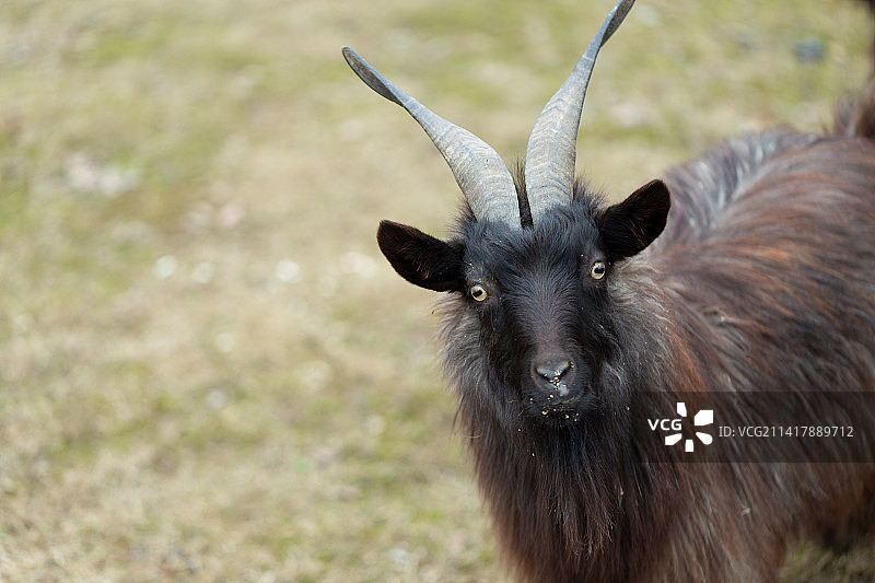 看着镜头的可爱黑色山羊图片素材