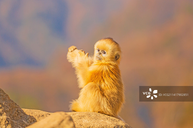 金猴拜年（小金丝猴）图片素材