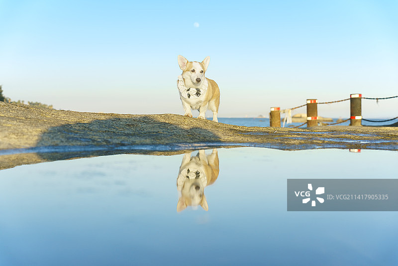 沙滩上的柯基犬图片素材