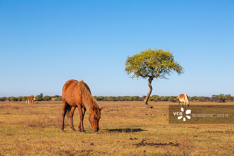 秋天草原上的马图片素材