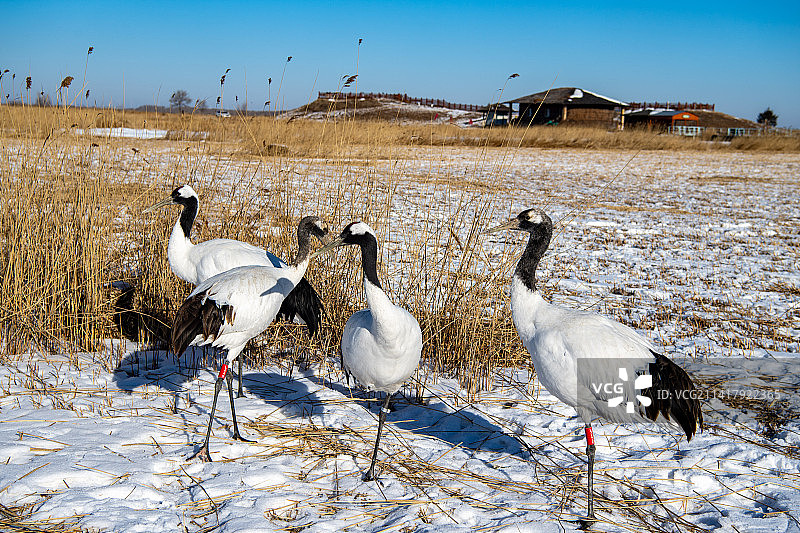 扎龙保护区越冬丹顶鹤图片素材