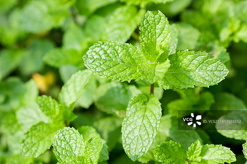 户外生长旺盛的绿薄荷图片素材