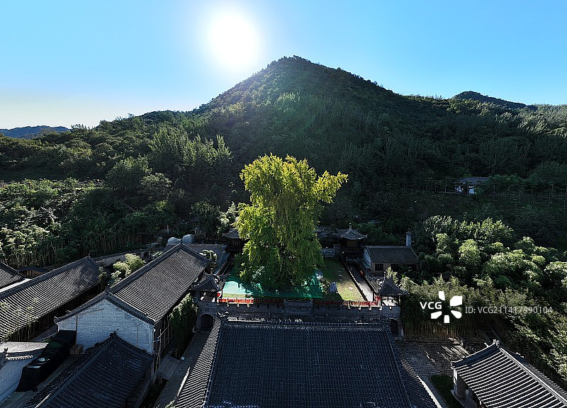 陕西省西安市长安区罗汉洞村终南山古观音禅寺前年银杏树图片素材