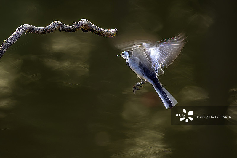 白鹡鸰图片素材