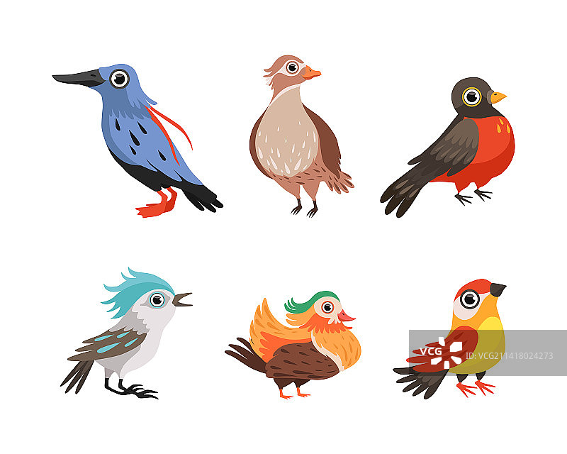 带喙的翅膀羽毛鸟类图片素材