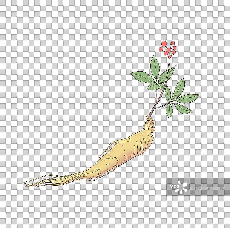 中医中药植物人参元素图片素材