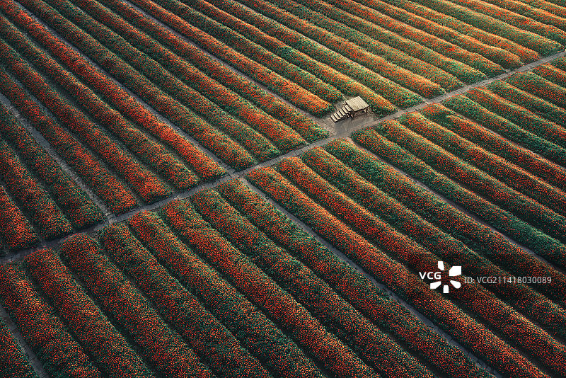 福州花海公园整齐排列的花丛图片素材