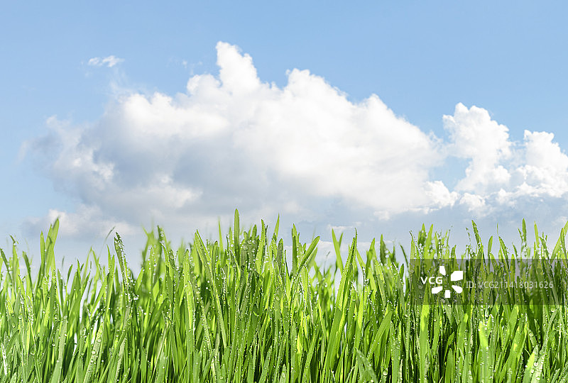 绿色的麦苗和蓝天白云主题背景图片素材
