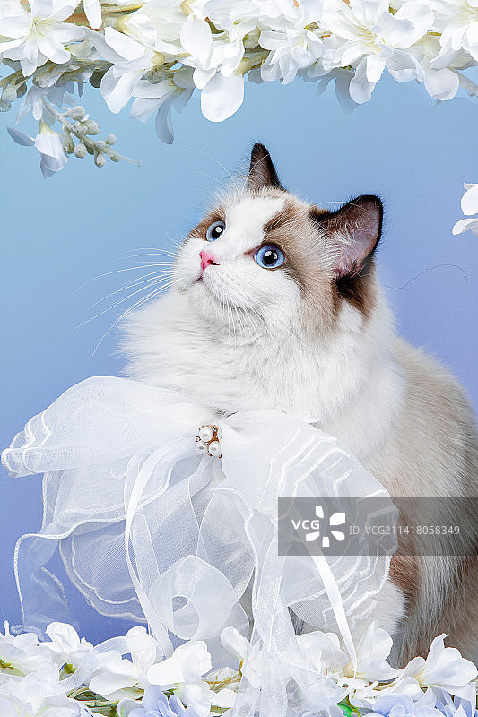 布偶猫图片素材