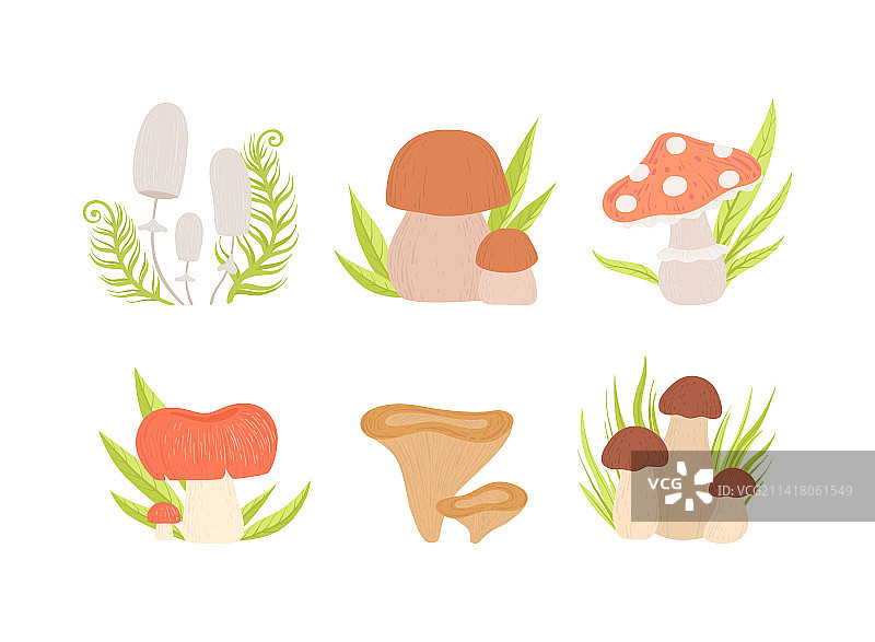 森林蘑菇菌柄菌盖生长图片素材