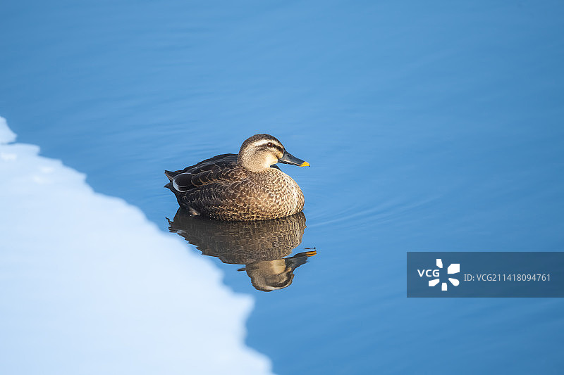 斑嘴鸭图片素材
