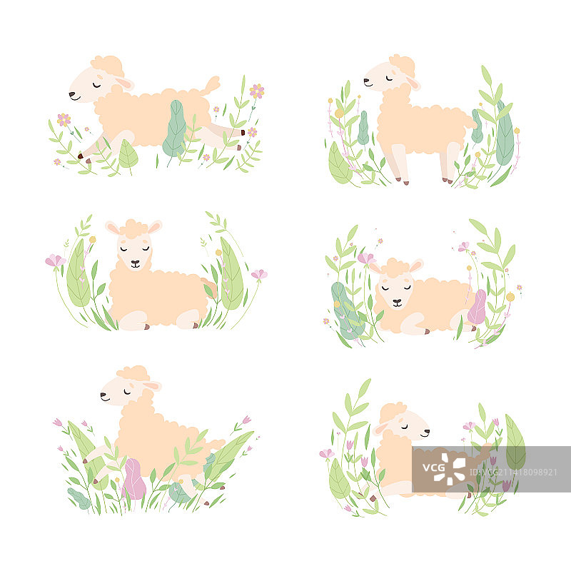 草地上休息的可爱绵羊图片素材