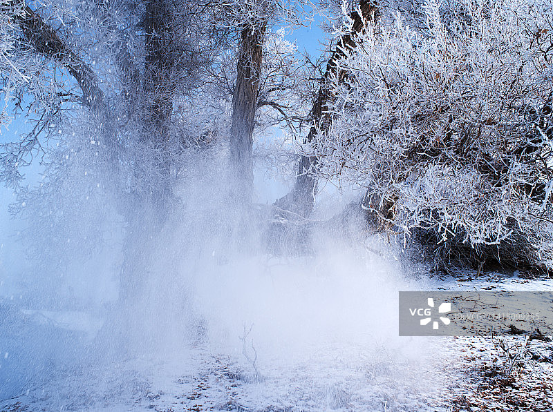 胡杨树挂图片素材