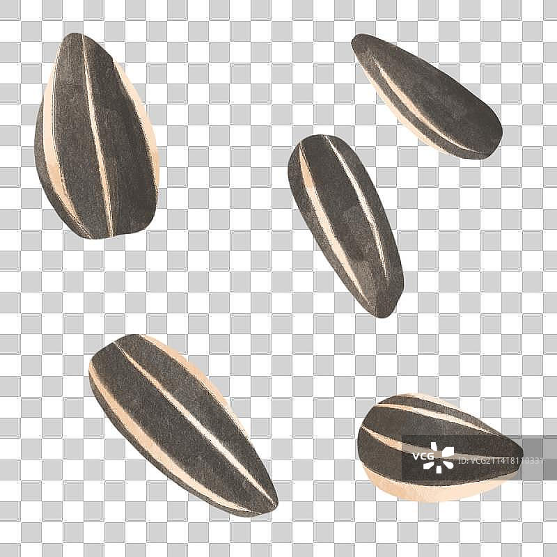 葵花子图片素材