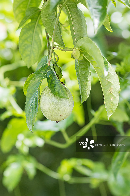 夏天百香果树藤上结果图片素材