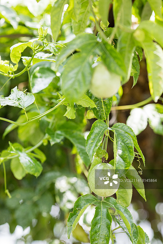 夏天百香果树藤上结果图片素材