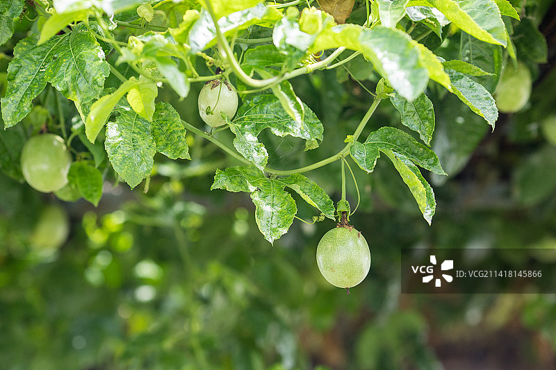 夏天百香果树藤上结果图片素材