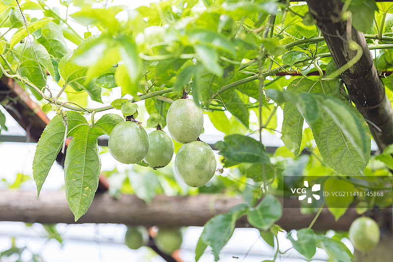 夏天百香果树藤上结果图片素材