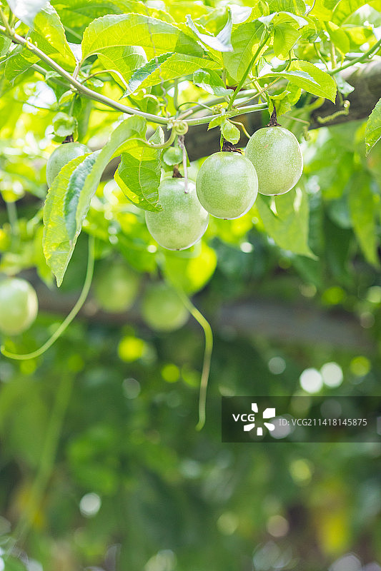 夏天百香果树藤上结果图片素材